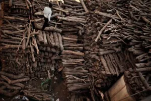 हल्द्वानी में ‘लकड़ी बैंक’ खोलने की कवायद शुरू, जानें क्यों है खास ये पहल