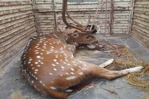 बहराइच: गांव में पहुंचा हिरण, वन कर्मियों ने पहुंचाया गोरखपुर चिड़ियाघर