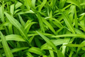 सस्ता सा नारी का साग करेगा ढेरों बीमारियों को दूर, जानें इसके फायदे