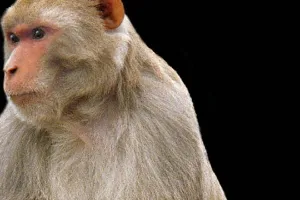 अयोध्या: बंदर छीन कर भागा तीमारदार का मोबाइल, लोग रह गए दंग