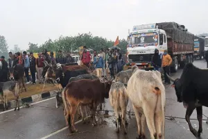सीतापुर: किसान यूनियन ने गोवंशों को खड़ाकर हाइवे किया जाम, आश्वासन के बाद माने किसान