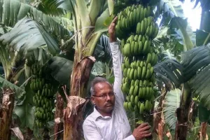 प्रधानमंत्री मोदी को अपने खेत का केला खिलाना चाहते हैं किसान धरम चंद, जानें वजह