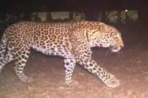 सीतापुर: तेंदुए ने गोवंश को बनाया शिकार, ग्रामीणों में दहशत