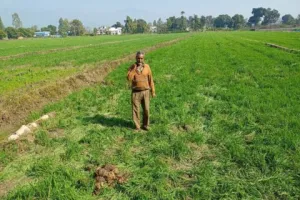 हल्द्वानी: गौलापार में हाथियों के झुंड ने तबाह की दो बीघा गेहूं की फसल