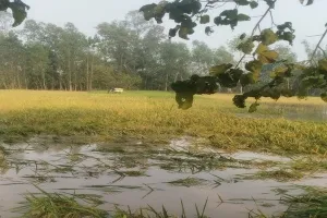 बहराइच: 4 हजार 765 किसानों के खाते में नहीं पहुंची कृषि निवेश अनुदान राशि, जानें क्यों?