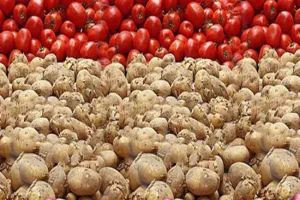 बरेली: हल्की बारिश में वैज्ञानिक पद्धति से करें टमाटर व आलू की फसल का बचाव