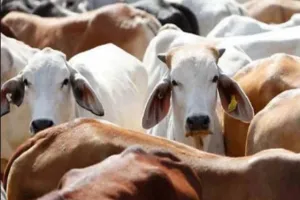 संभल, ग्रामीणों ने गोवंश की खाल उतारने पर तीन को धरा