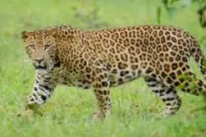 पंतनगर: तेंदुए से हुआ सामना, बाल-बाल बचा विश्वविद्यालय कर्मी