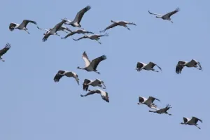  सैकड़ों प्रवासी पक्षियों की अचानक मौत बनी चिंता का विषय