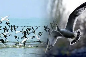 पक्षियों को पकड़ने के लिए शिकारियों ने किया जहर का इस्तेमाल! सैकड़ों पक्षियों की मौत