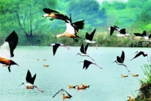 पौंग बांध प्रवासी पक्षियों के लिये बना आदर्श गंतव्य बना