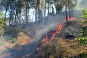 हल्द्वानी: तराई पूर्वी वन डिवीजन ने पूरी की तैयारियां, वन प्रहरी की नियुक्ति से लेकर फायर लाइन की सफाई शुरू