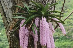 महाभारत काल में द्रोपदी के गजरे पर सजने वाला और मां सीता का बेहद खास है यह फूल