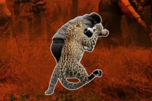 बागेश्वर: वन्य जीवों का जनता पर लगातार बढ़ रहा हमला, पांच साल में 61 लाख का बांटा मुआवजा