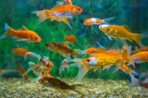 चाहिए भगवान विष्णु का आशीर्वाद तो घर में रखें एक्वेरियम, ध्यान रहें ये बातें