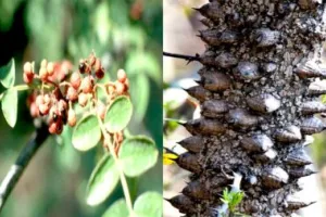 बड़े काम का तिमूर, औषधीय तत्व के साथ-साथ इसकी लकड़ी का भी धार्मिक महत्व है