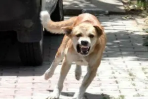 बरेली: नगर निगम उदासीन, शहर वासी त्रस्त