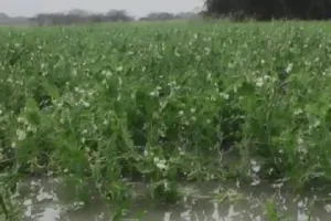 जसपुर: बारिश और तेज हवाओं से खेतों में गिरी फसल, किसान परेशान