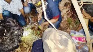 महाराष्ट्र: तेंदुए का सिर प्लास्टिक के डिब्बे में फंसा, दो दिन बाद बाहर निकाला गया