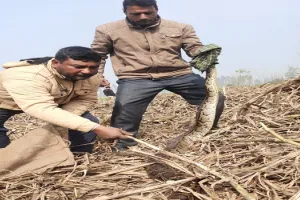 रामपुर : 45 किलो वजनी ओर 14 फीट का अजगर बना कोतूहल