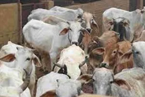 कन्नौज: काली नदी में मिले अन्ना पशुओं के 37 शव, डीएम बोले- बाहर से बहकर आए