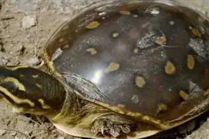 बस्ती में महिला तस्करों से पुलिस ने छुड़ाये 305 कछुए