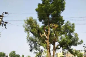 हल्द्वानी: चारा काटने पेड़ पर चढ़ा युवक बिजली लाइन की चपेट में आया, मौत