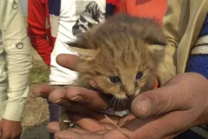 बहराइच: तेंदुए के बच्चों को देखने के लिए उमड़ी भीड़, वन विभाग ने बताया फिशिंग कैट