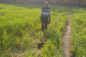 हल्द्वानी: गौलापार के बसंतपुर गांव में हाथियों ने बर्बाद की गेहूं की फसल, किसान परेशान