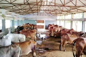 बरेली: गोशालाओं में अव्यवस्था, होगी जांच