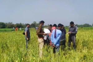 हरदोई: गेहूं के खेत में मिला अधेड़ व्यक्ति का जला हुआ शव, मचा हड़कंप