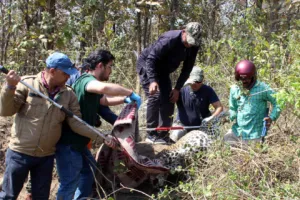 हल्द्वानी: जंगल में वायर में फंसा तेंदुआ, दो घंटे तक चला रेस्क्यू अभियान