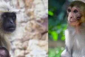 हल्द्वानी वन डिवीजन के जंगलों में हैं 4400 बंदर-लंगूर