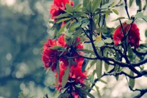 जब उत्तराखंड का राज्य पुष्प ‘बुरांश’ बना वाशिंगटन की महिलाओं की पसंद