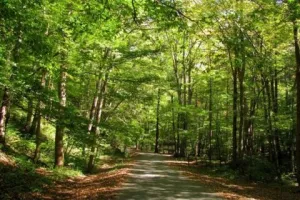 हल्द्वानी: इन छह इलाकों के जंगलों में लोगों की आवाजाही पर पाबंदी, इस वजह से वन विभाग ने लिया फैसला