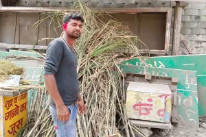 बरेली: होलिका दहन  पूजन के लिए खूब बिका गन्ना