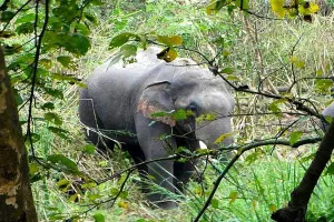वन्यजीव और पौधे हमारे पारिस्थितिकी तंत्र में निभाते हैं आवश्यक भूमिका: आकाशदीप