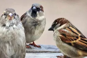 आगरा: आई लव स्पैरो बोलकर बनाएं घर पर घोंसले, विश्व गौरैया दिवस पर लांच हुई 2022 की थीम