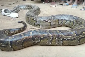 बाराबंकी: एंबुलेंस कर्मियों के आवास पर दिखा अजगर, मचा हड़कंप