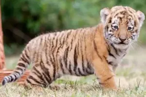  पीलीभीत: ग्रामीणों ने ली चैन की सांस, 23 दिन बाद खेत से जंगल में पहुंचा शावक