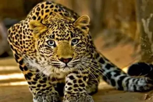 पुणे जिले में मर्सिडीज बेंज के संयंत्र में घुसा तेंदुआ, वन विभाग ने सुरक्षित पकड़ा