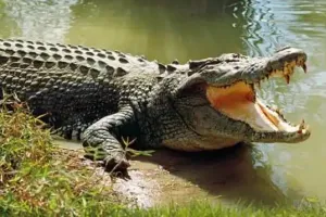 शाहजहांपुर:  ”नदी में है मगरमच्छ, उधर न जाएं” – वन विभाग ने लगवाए सतर्कता बोर्ड, लोगों को किया अलर्ट