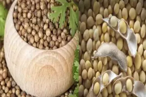 कमजोर हाजिर मांग के कारण सोयाबीन वायदा कीमतों में गिरावट