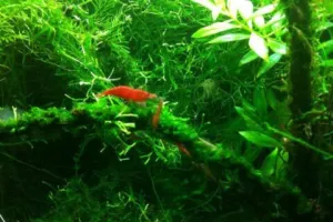 उत्तराखंड: सूक्ष्म शैवाल की मदद से कार्बन डाईऑक्साइड कम करने की तकनीक हुई विकसित, यहां मिली सफलता