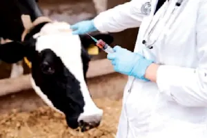 मुरादाबाद में निमोनिया ने 15 पशुओं को बनाया शिकार, सीवीओ ने बनाई टीम