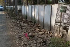 पीलीभीत: सिर्फ कागजों में ही दिख रही हरियाली, रोड किनारे लगे ट्री गार्ड पड़े खाली