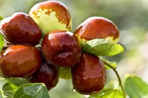 सहारनपुर: देवबंद में ‘पैंदी’ प्रजाति के बेर लुप्त होने की कगार पर, बड़ा रसीला होता है यह फल