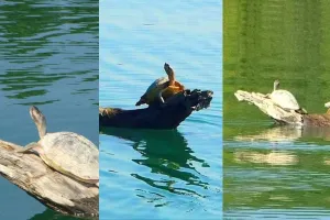 बहराइच: गेरुआ नदी में दुर्लभ कछुए बने पर्यटकों के लिए आकर्षण का केंद्र