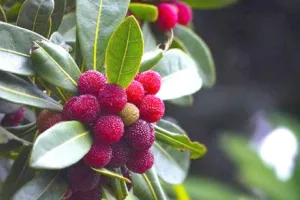 उत्तराखंड के स्वादिष्ट फल ‘काफल’ से जुड़ी मार्मिक कहानी