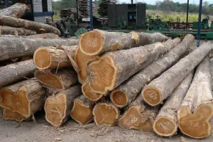 बाजपुर: वन विभाग ने खैर की लकड़ी से भरा वाहन पकड़ा